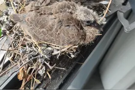 “傻咕咕”在肥东居民家中筑巢 还孵化了两个鸟宝宝图片