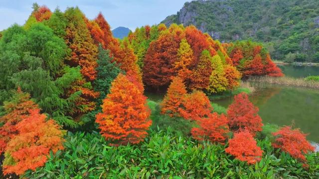 冬日限定，色彩斑斓的普者黑红杉林