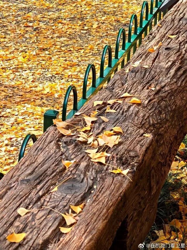 “西红柿炒蛋树”排队？快来秦淮开启“金黄时刻”！