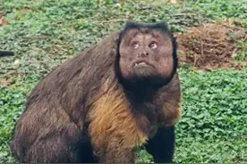 网红方脸猴“大壮”去世，园方回应是否举行葬礼：将尽力保证动物福利待遇图片