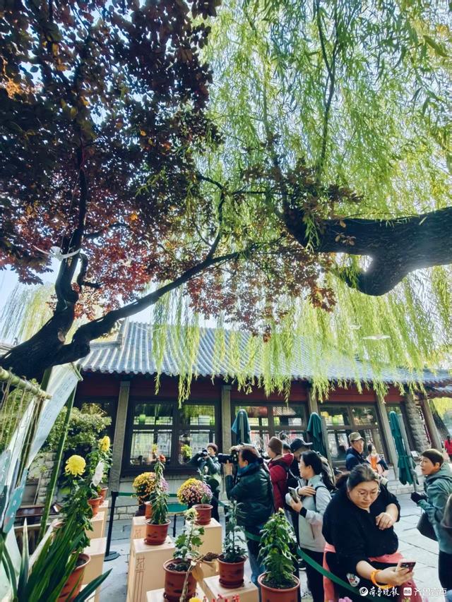 秋高气爽，济南观泉赏菊好时光