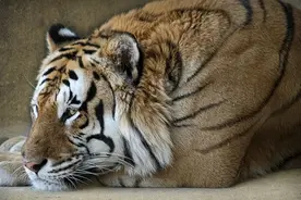 孩子们排队骑老虎拍照，20元一张？警方：已前往调查图片