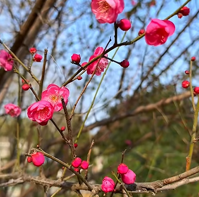 踏雪寻梅！来河南邂逅冬日限定浪漫吧