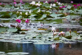 国庆来莲花山登高！第五届广州莲花山登高文化旅游节开幕图片