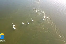 黄河三角洲：鹳鹤起舞白鹭追 天鹅踏水雁飞回图片