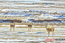 【图片新闻】藏原羚等野生动物频频出现 在高山雪地间嬉戏觅食图片