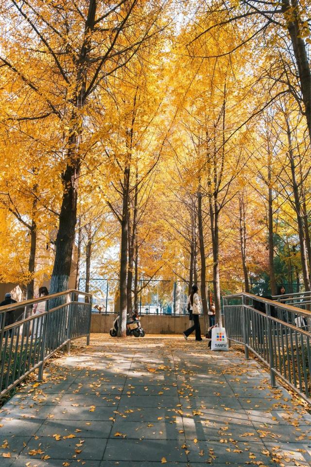 限时绝美！年度顶流！