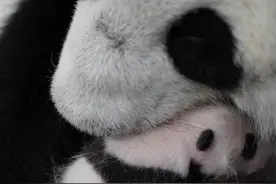 俄罗斯莫斯科动物园：熊猫幼崽“变黑了”图片