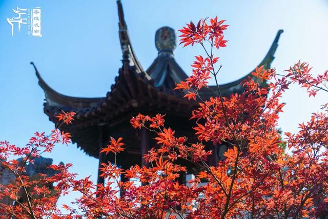 美“枫”了，快来赏！