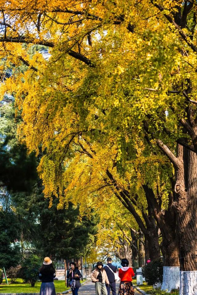 “含金量”还在上升！南京的浪漫藏不住了