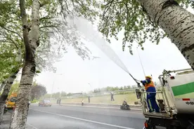 凝絮剂、吸絮机……北京新推多项“黑科技”治理杨柳飞絮图片