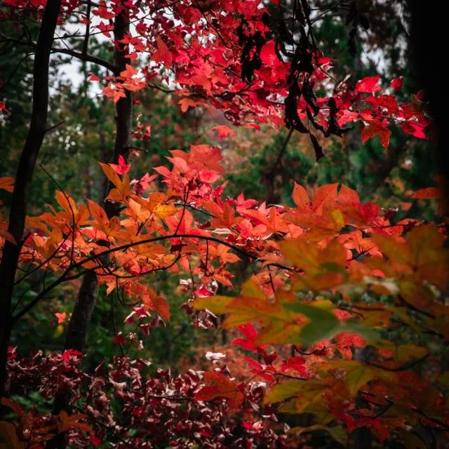 去有“枫”的地方，团风大崎山“枫”景正好！