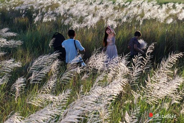 花海走起！湛江秋日限定打卡点！