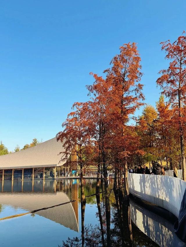 成都限定红！水杉最美季节上线，赶紧打卡