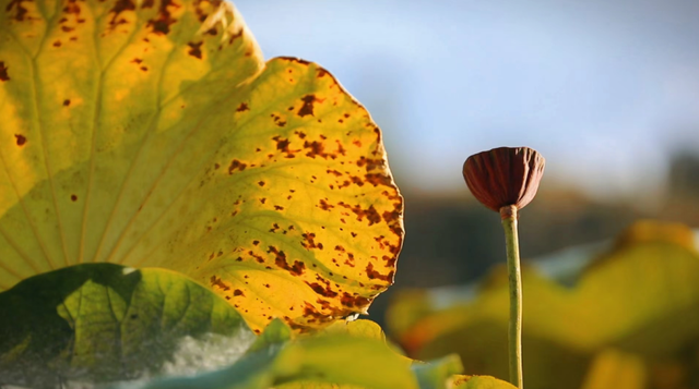 日子在这慢得刚好——有一种叫云南的生活之365天