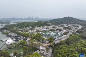 江苏无锡：鼋头渚樱花盛放引游人图片