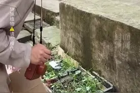 专属"西南F4"的娱乐活动！男子逗外地朋友摸"藿麻"，朋友摸完的反应亮了…图片