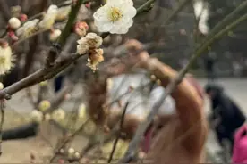 春色“梅”好！京城第一波梅花开了图片
