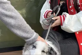 女子吐槽花4000元找网红团队训狗“翻车” 要求退还部分学费遭拒丨追踪到底图片