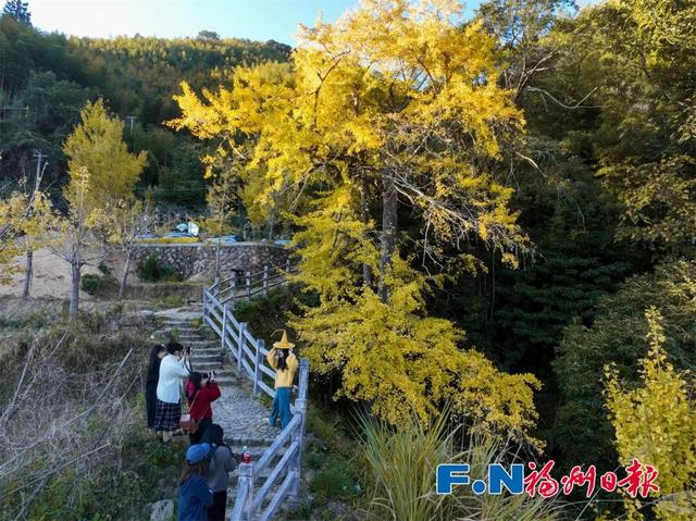 惊艳上线！福州这里变身“黄金村”！还有人靠它悄悄赚钱……