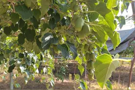 野生软枣猕猴桃“下山”，青岛果农嫁接“公母”后迎丰收图片