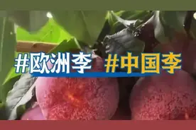 这种水果正陆续上市，吃对了更健康！图片