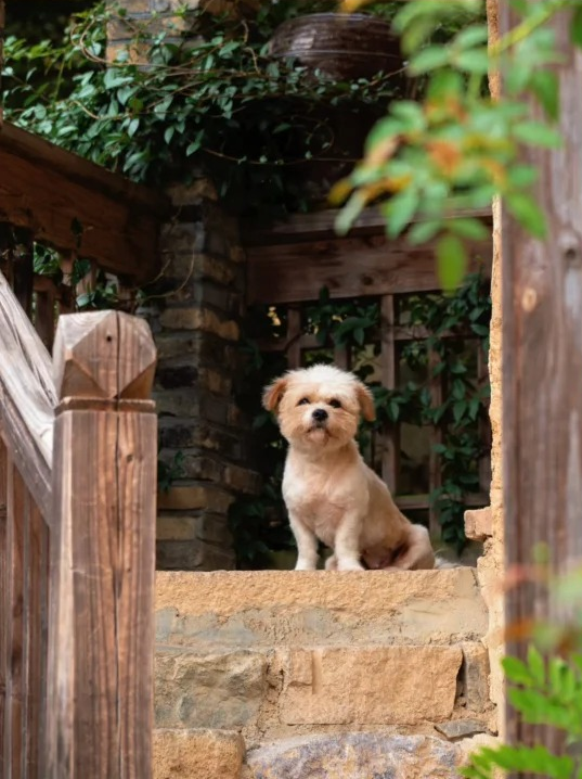 追柿归来！屏南3个古村落亲测好拍好玩好美！建议两天一夜游