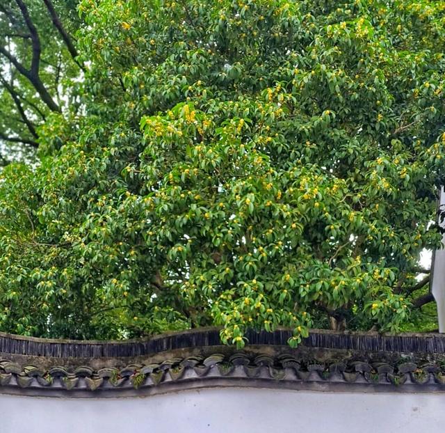 上海这个公园的桂花终于开了！还有10000+彩菊飘香→