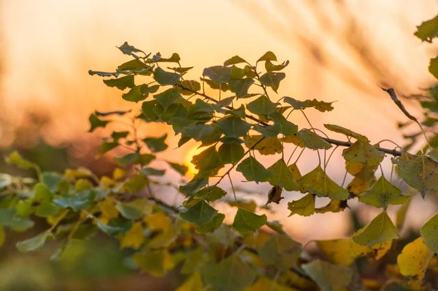 @0731，一组绿心秋色卡，请查收！
