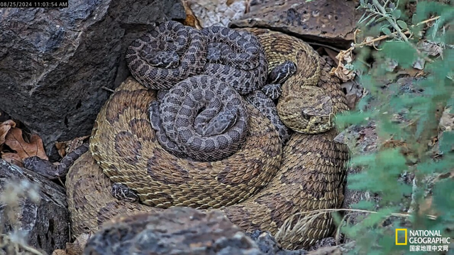 从未设想过的蛇类行为，亮相响尾蛇直播