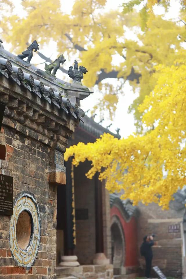 赵立坚微博打call日照银杏古树！附高清大图+进阶玩法！