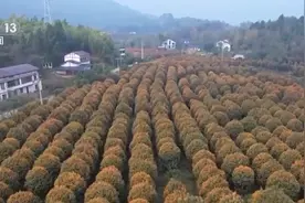 金秋赏桂满城飘香 “桂花经济”升温促消费图片