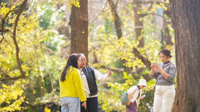 山村尽带黄金甲 古树银杏醉妥乐