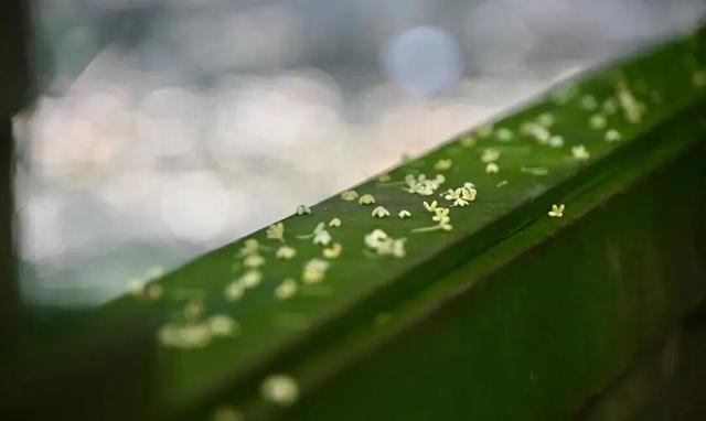 报！新都又一波桂花开啦！