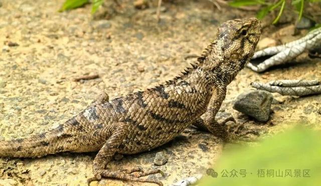 欢迎来到疯狂动物城·罗湖分城