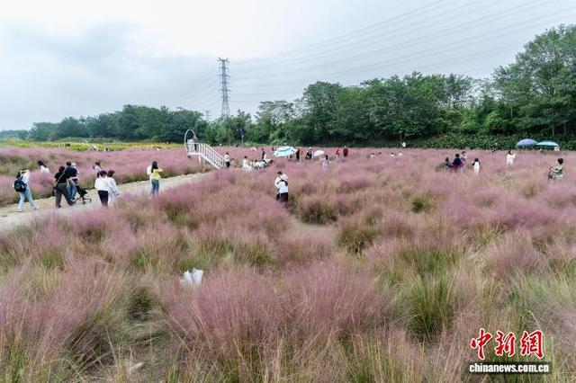 四川成都：市民游客畅游粉黛花海