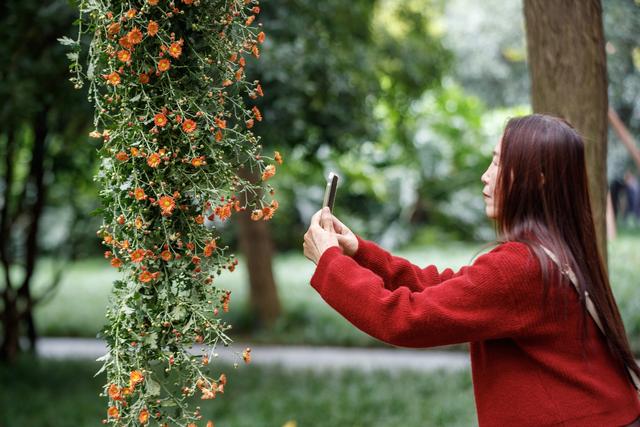 千株万朵菊花开，深秋又有春意来