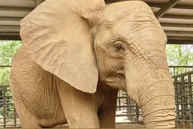 上海野生动物园回应“非洲象长期被欺负”！图片