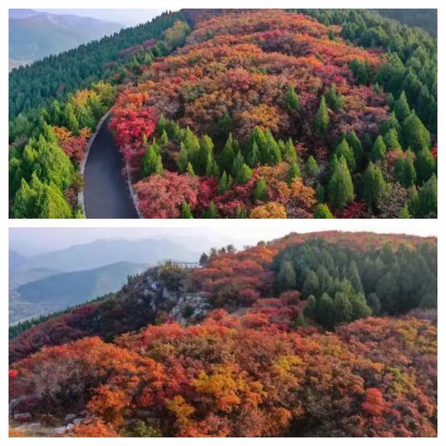 “泉”在济南享金秋——“一城山色·登山打卡”带你来赏红叶啦！