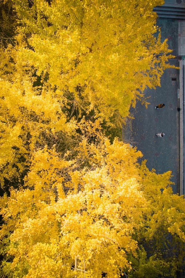 限时绝美！年度顶流！