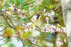 陇原春日花正艳图片