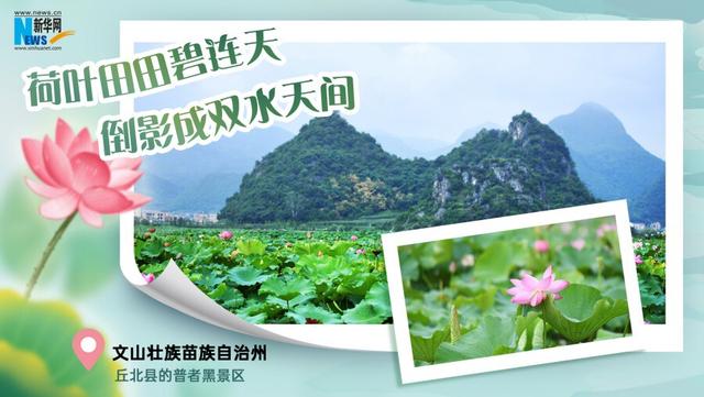 云南夏日赏荷图鉴
