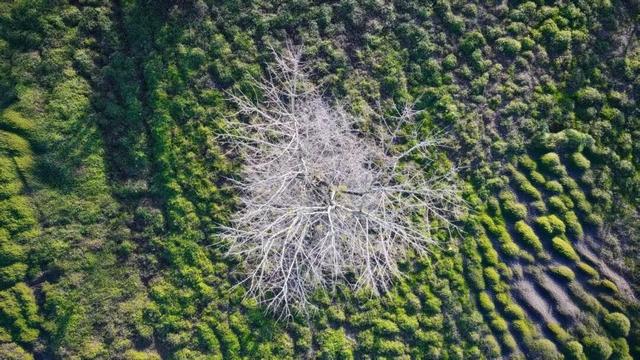 初冬，来大龙开发区遇见“限定暖阳”