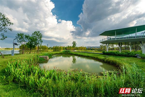 自然就在窗外！大泽湖近自然湿地公园：在城市客厅，邂逅羽翼天堂