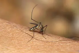 为什么总感觉蚊子变多了？专家解答图片