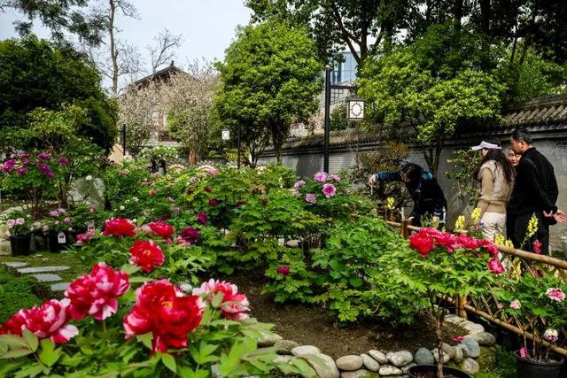 从山野到庭院，解锁“天彭牡丹”城市IP的“彭州路径”