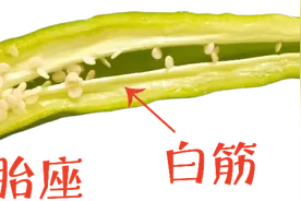 辣椒、大葱、洋葱的“辣”是同一种吗？图片