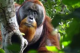 （外代一线）红毛猩猩外敷内服草药治愈伤口图片