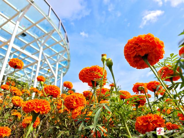 来云南旅居吧丨立秋的风，吹开金黄色信笺