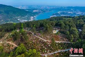 重庆南山五万余株杜鹃花迎春绽放图片